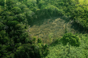 2017年9月，巴西亚马逊西部地区的树木被砍伐。