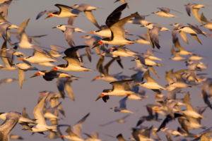黑色撇油器、三明治燕鸥和加尔维斯顿附近的皇家燕鸥,德克萨斯州。