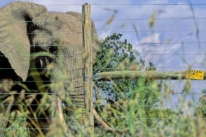 旁边的非洲大象在肯尼亚的Laikipia的电篱芭旁边。