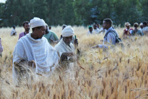 埃塞俄比亚农民正在检查小麦品种的试验结果。