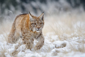 Eurasian Lynx具有像雪鞋一样的脚，使他们在捕食巨大的雪中捕捉猎物具有竞争优势。 
