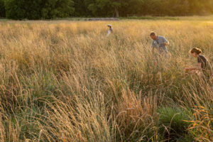 在堪萨斯州萨利纳的一个研究区收割新开发的多年生谷物Kernza的头状花序。