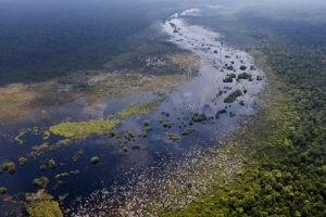 苏门答腊岛的Kerumutan泥炭沼泽森林。