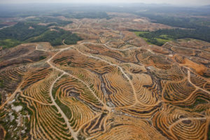 印度尼西亚加里曼丹中部被砍伐的油棕榈种植园。