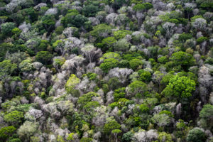 在巴西麦卡帕（Macapa）西南60英里的亚马逊雨林的树冠中可见枯树。