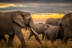 肯尼亚的大象牧群。