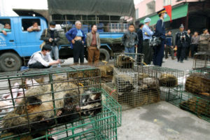 中国官员没收了麝香猫在野生动物市场于2004年在广州预防SARS病毒的传播。