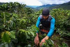 一个工人收成咖啡Santuario镇附近,5月份Risaralda部门、哥伦比亚。