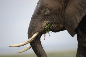 安博塞利野生动物保护区的一头大象，位于肯尼亚首都内罗毕以南约250公里处。