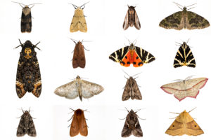 2013年10月在英国的一年一度的夜间昆虫人口普查中，蛾子的复合图像被困在英国。