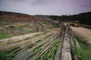 印度尼西亚的一个森林区域被清理起来，为油棕种植园让路。