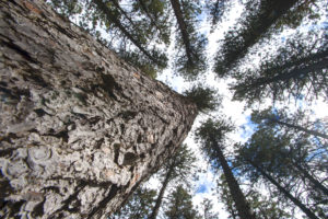 Ponderosa Pine，现在广泛分布在北美，在最后一次冰河时代非常罕见。