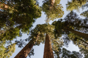 红杉国家公园的巨型红杉。