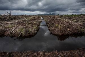 在印度尼西亚西加里曼丹的油棕榈种植园清除了一个区域。