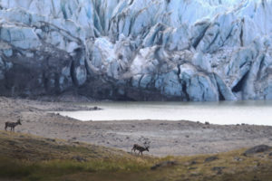 格陵兰岛康克鲁斯瓦格附近的驯鹿数量随着季节周期的变化而减少。