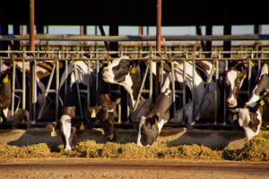 在加利福尼亚默塞德的一个奶牛场里，正在喂养的荷斯坦奶牛。