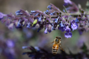 蜜蜂访问新墨西哥州的一朵盛开的猫门特植物。