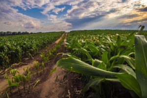 一个玉米田在贵族县，印第安纳州。