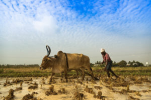 印度南部泰米尔纳德邦的农民在犁地。
