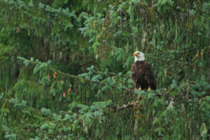 一只白头鹰在铜头国家森林，阿拉斯加。