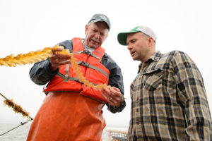 海洋农民布伦史密斯(右)和生物学家查尔斯Yarish检查收获海藻。