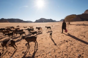 一个年轻的男孩牧草他在利比亚的Ghat区的山羊，这在过去的100年里，这一直在很大程度上转换为沙漠。