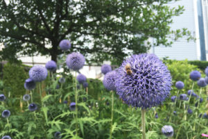 芝加哥的Lurie花园已经成为蜜蜂和其他传粉者的重要家园。
