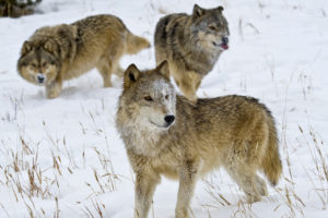 蒙大拿州的灰狼。