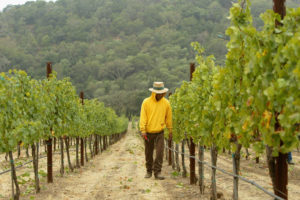 加州纳帕谷的一家酒厂，每年约有500英亩的土地被改造成葡萄园。