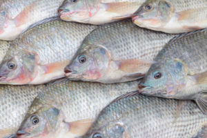 尼罗河罗非鱼，显示在非洲市场，越来越多地发现在整个撒哈拉以南非洲水域远离它们的原产地。
