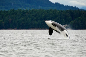 只有75只杀手鲸留在盐水中，一个水道跨越西部美国 - 加拿大边境。