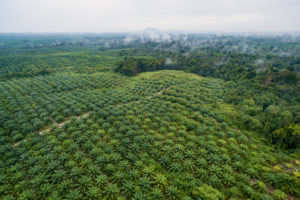 一条油棕榈种植在印度尼西亚西卡利曼丹西部的雨林中侵占。