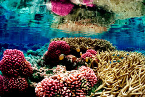 巴尔米拉环礁的珊瑚礁在太平洋国家野生动物保护区。
