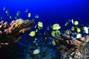 珍珠和爱马仕环礁上方的礁鱼在夏威夷西北部的岛屿上。