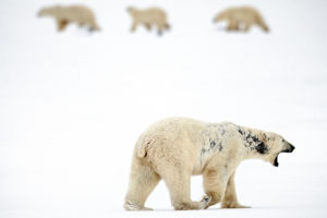 一只雄性北极熊患了秃发，导致他的脖子和侧面有黑色的斑块。