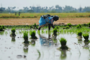 近年来，稻田的甲烷排放量有所上升，比如印度的稻田。