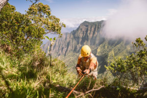 植物学家史蒂夫·珀尔曼（Steve Perlman）凝聚在夏威夷考艾岛（Kauai）岛上的生物多样性热点卡拉劳山谷（188金博网注册就送188Kalalau Valley）。