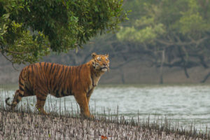 印度西孟加拉邦孙德尔本斯国家公园的一只老虎，这是一个老虎保护区。