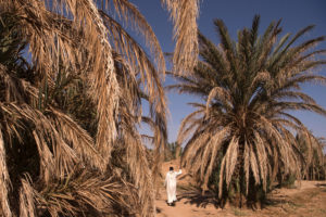 在摩洛哥的Tafilalet绿洲的干出的棕榈树在2016年10月。