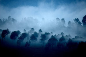 印度西山谷地区的Anamalai山丘，笼罩在雾中。