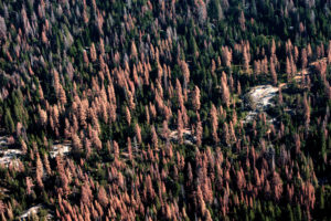 死的树在2016年8月的加利福尼亚森林里。