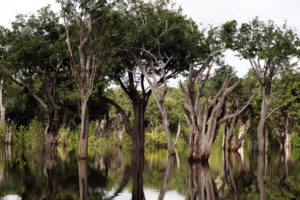 巴西图帕纳的一片湿地森林。