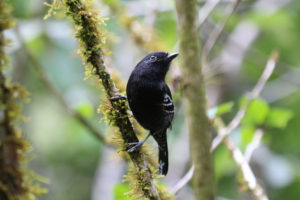 变蚁伯劳是在秘鲁安第斯山脉的潘蒂亚科拉山脊上再也找不到的四种鸟类之一。