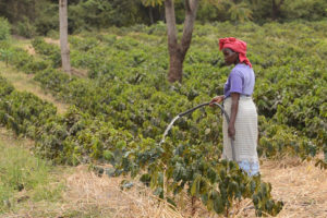 一位农民在乞力马扎罗山的山坡上浇灌咖啡树苗。