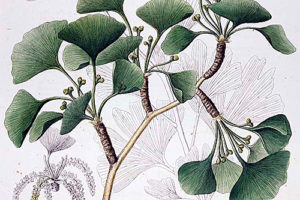 1835年在欧洲出版的关于银杏的早期西方植物学插图。