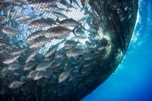夏威夷的一个开放海洋养鱼场。 