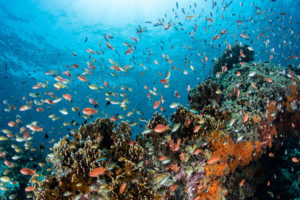 印度尼西亚巴厘岛附近的珊瑚礁。