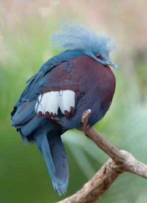 南克加冕的鸽是巴布亚洛伦兹国家公园中的全球受威胁物种之一。