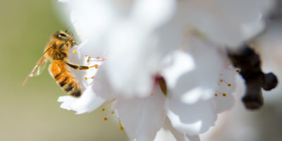 2014年，加利福尼亚州麦克法兰派拉蒙农场，一只蜜蜂在为杏树花授粉。