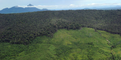 在山腰的后退森林在西部加里莫坦省在婆罗洲。